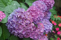 DSC 5585