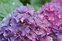 DSC 5586